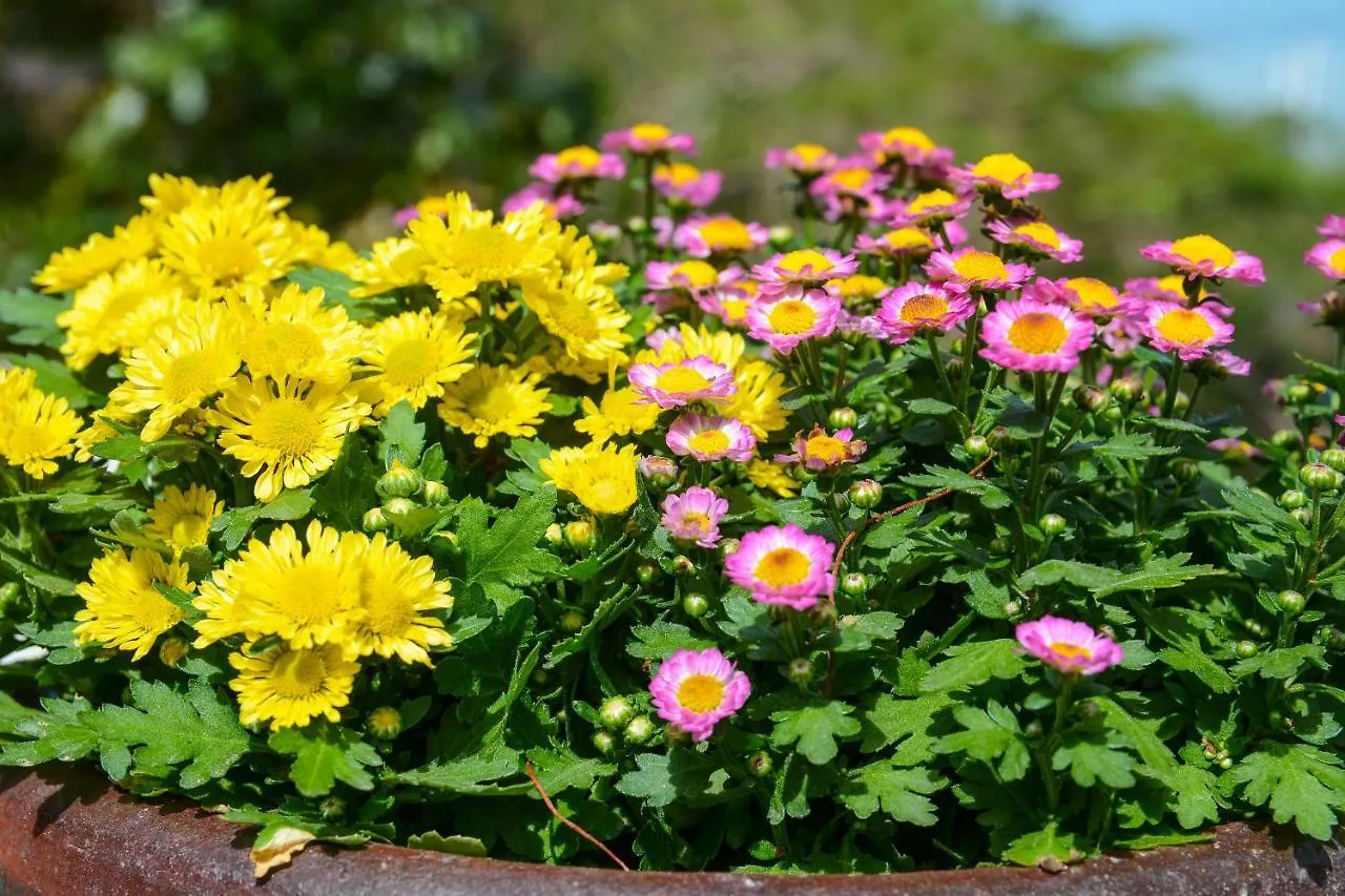 Nha Nghi 139 Bed and Breakfast Βουνγκ Τάου